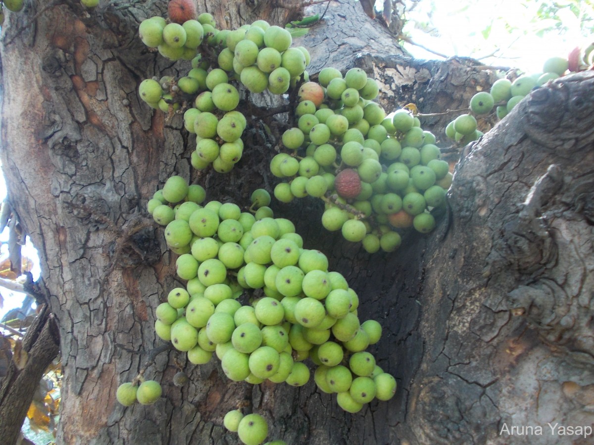 Ficus racemosa L.